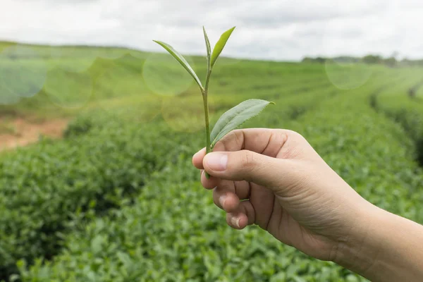 Choui 芳茶园农场茶叶的手特写 — 图库照片