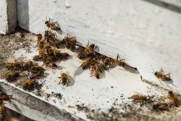 Töve Méhek Repül Vissza Kaptár Után Betakarítási Időszakban Thaiföld — Stock Fotó