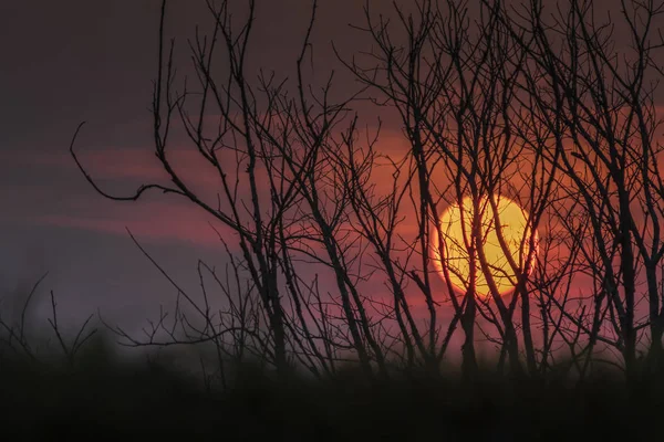 Spooky Fundal Halloween Copaci Siluetă Munte Apus Soare — Fotografie, imagine de stoc