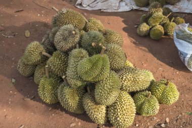 Grup çiğ olgun durians Market, Tayland.
