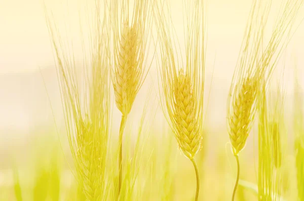 大麦的黄色耳朵特写 — 图库照片