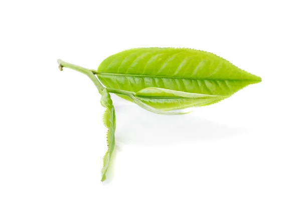 Hojas Verde Aisladas Sobre Fondo Blanco — Foto de Stock