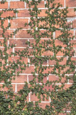 Eski doku tuğla duvar, arka plan, detaylı desen içinde sarmaşık kaplı