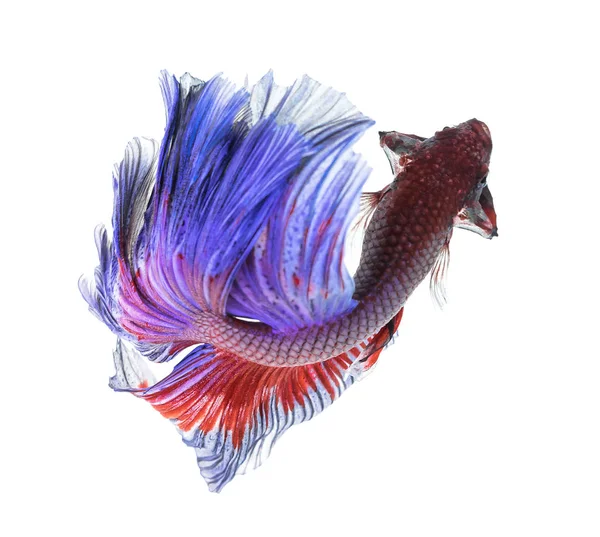 Betta Ikan Closeup Ikan Naga Berwarna — Stok Foto