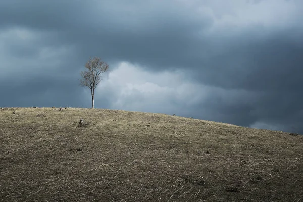 Dramatik Bahar Manzara Karşı Bulutlu Gökyüzü Tepe Üzerinde Ölü Ağaç — Stok fotoğraf