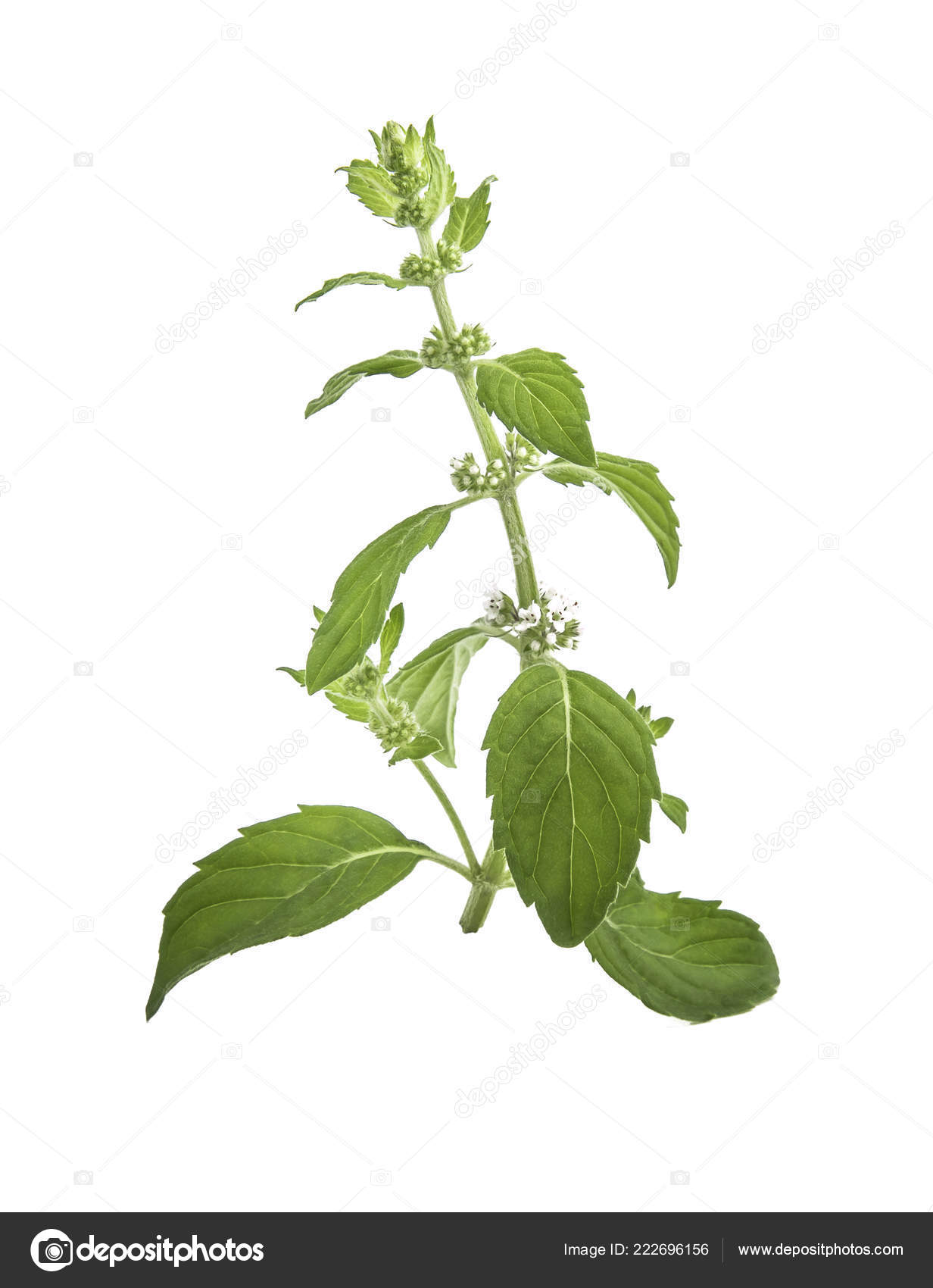 Mentha Canadensis Japanese Mint Corn Mint Field Mint Flowers Leaves