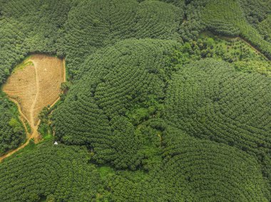 Dağ Tayland sektöründen kauçuk ağaçları. Drone üzerinden üstten görünüm.