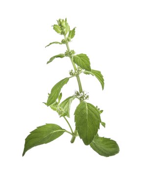 Mentha canadensis (Japon nane, Mısır nane, Alan nane) çiçekler ve beyaz bir arka plan üzerinde yaprakları