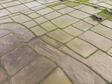 Pirinç tarlaları drone üzerinden havadan görünümü.