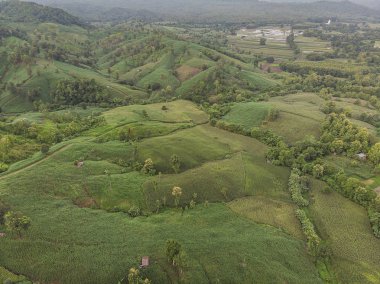 Kırsal manzara, alan Mısır hasat için hazır dağlarda.