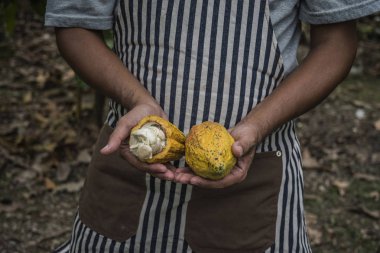Kakao meyve, arka planda bir kakao bitkisi ile elinde Taze kakao pod.