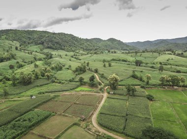 Kırsal manzara, alan Mısır hasat için hazır dağlarda.
