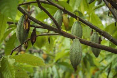 Kakao ağacı meyve ile. Kakao bakla ağaçta, kakao ekimi köyü Nan, Thailand.