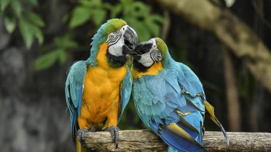 Kuşlar hayvanat bahçesinde hapsedildi. Vahşi yaşam özgürlüğünden yoksun kuşlar, Macore Kuş Dal tutun.