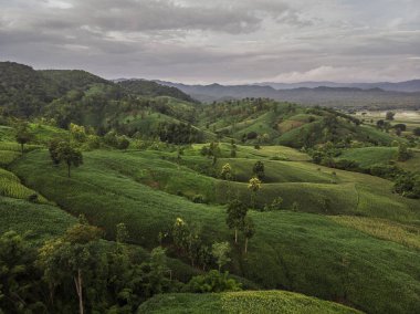 Kırsal manzara, alan Mısır hasat için hazır dağlarda.