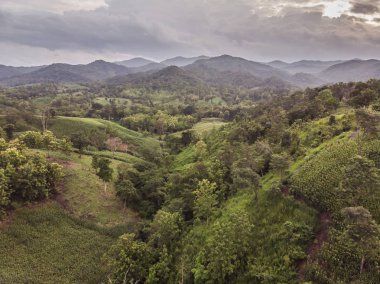 Kırsal manzara, alan Mısır hasat için hazır dağlarda.