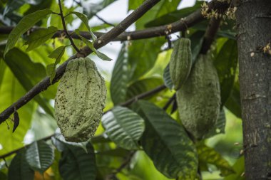 Kakao ağacı meyve ile. Kakao bakla ağaçta, kakao ekimi köyü Nan, Thailand.