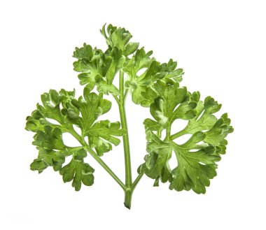 Maydanoz beyaz arkaplanda izole.