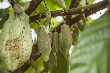 Kakao ağacı meyve ile. Kakao bakla ağaçta, kakao ekimi köyü Nan, Thailand.