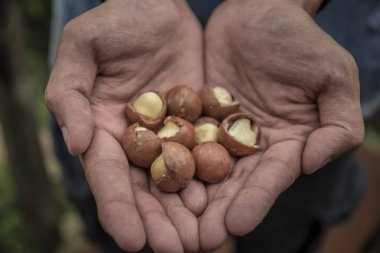 Çiftçi holding macadamia fıstığı.