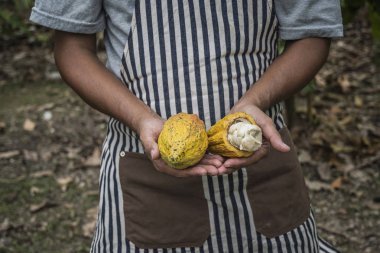 Cacao fruit, Fresh cocoa pod in hands with a cocoa plant in background. clipart