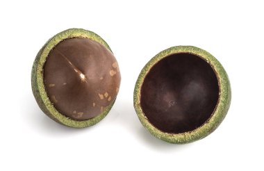 Beyaz arka planda izole edilmiş Macadamia fındıkları.