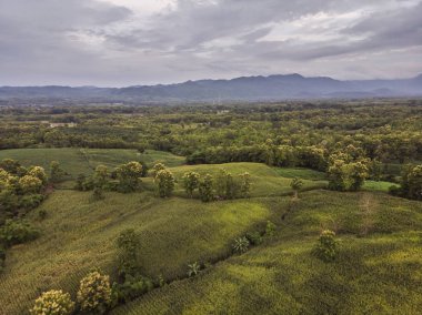 Kırsal manzara, alan Mısır hasat için hazır dağlarda.