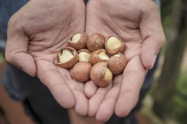 Çiftçi holding macadamia fıstığı.