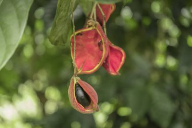 Sterculia monosperma, Çince kestane, Tay kestane, yedi kızkardeşler meyve.
