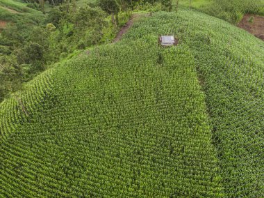 Kırsal manzara, alan Mısır hasat için hazır dağlarda.
