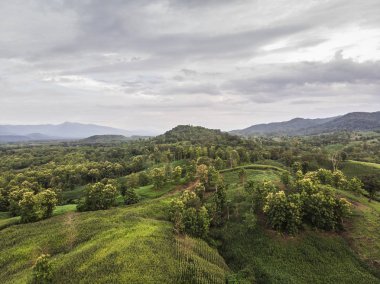 Kırsal manzara, alan Mısır hasat için hazır dağlarda.