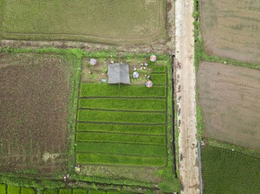 Pirinç terası alanlarının havadan görünümü. Ülkedeki insanların yaşam tarzı.