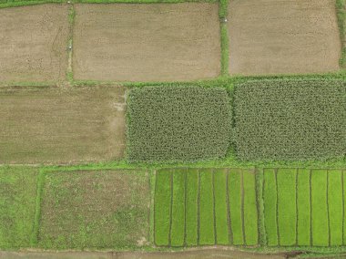 Kırsal manzara, alan Mısır hasat için hazır dağlarda.