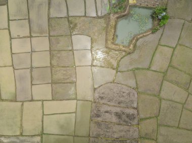 Pirinç tarlaları drone üzerinden havadan görünümü.