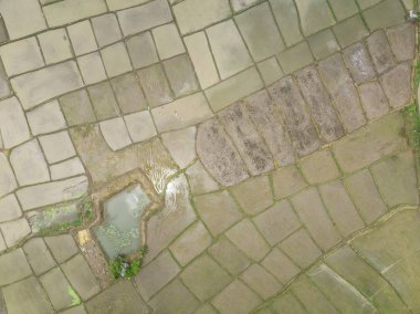 Pirinç tarlaları drone üzerinden havadan görünümü.