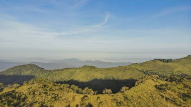 Güneş ışınları ve uzun gölgeler ile ormandaki sabah sahne.