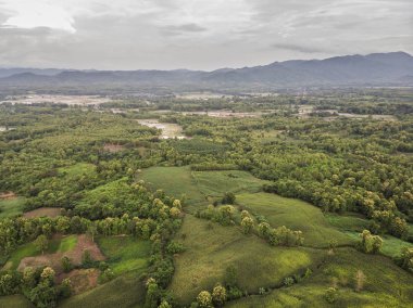 Kırsal manzara, alan Mısır hasat için hazır dağlarda.
