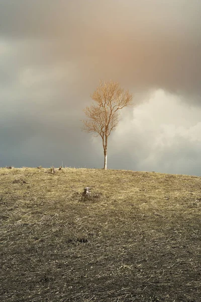 Bahar Manzara Bulutlu Gökyüzü Karşı Tepedeki Ölü Ağaç Manzaralı — Stok fotoğraf