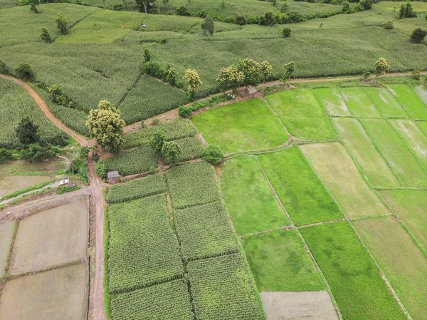 Indústria Milho Montanha Tailândia Foto Aérea Drone — Fotografia de Stock