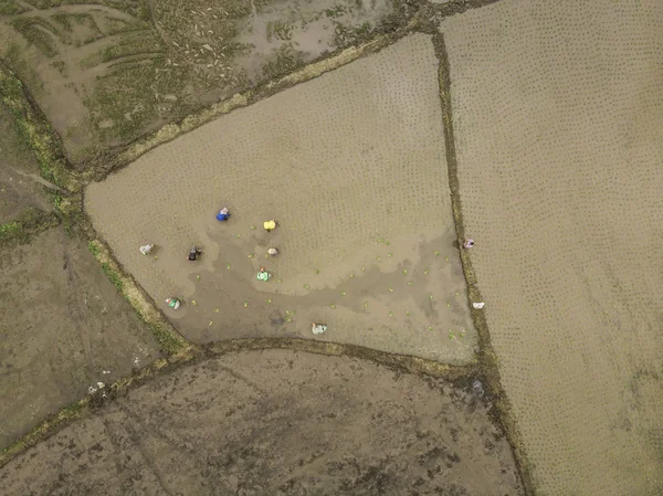 Vista Aérea Desde Dron Los Campos Arroz — Foto de Stock