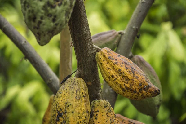 Cocoa tree with fruits. Cocoa pods on tree, cacao plantation in village Nan, Thailand.