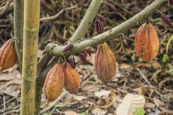Cocoa tree with fruits. Cocoa pods on tree, cacao plantation in village Nan, Thailand.