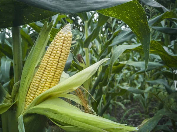 Sárga Kukorica Cob Zöld Levelek Mezőgazdasági Terület — Stock Fotó