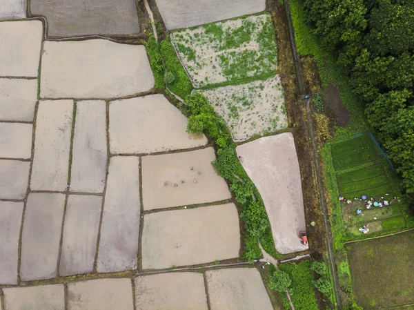 Vista Aérea Desde Dron Los Campos Arroz — Foto de Stock