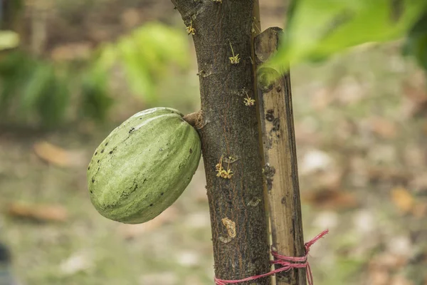 Cocoa tree with fruits. Cocoa pods on tree, cacao plantation in village Nan, Thailand.