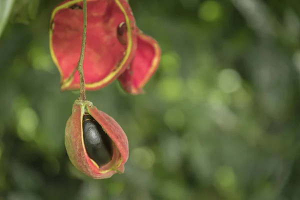 Sterculia Monosperma Castaño Chino Castaño Tailandés Fruta Siete Hermanas — Foto de Stock