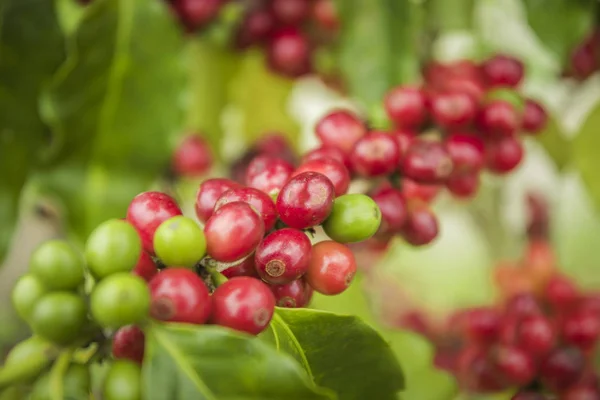 Kaffebönor Som Mognar Trädet Norr Thailand Färska Kaffebönor — Stockfoto