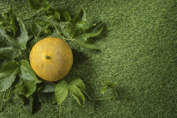 Whole melon on green background with copy space.