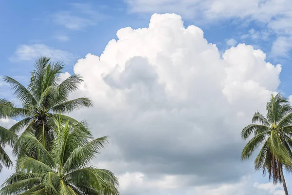 Palmeiras Contra Céu Azul Nuvens Brancas Verão Tropical Banner Fundo — Fotografia de Stock