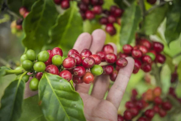 Kaffebönor Som Mognar Trädet Norr Thailand Beskuren Bild Mannen Tittar — Stockfoto